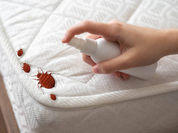 Reliable Homeland Park, SC Pest Control Solutions